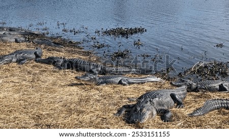 Similar – Image, Stock Photo American alligator basking in Miami, Florida