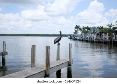 Florida Bird