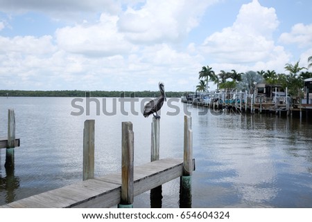 Florida bird