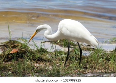 Florida Bird Eating Bug