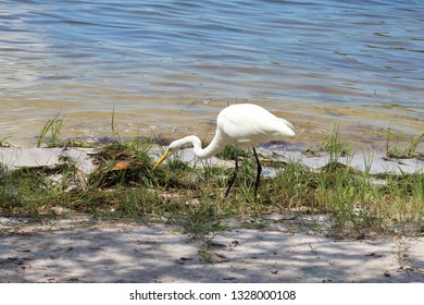 Florida Bird Eating Bug