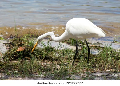 Florida Bird Eating Bug