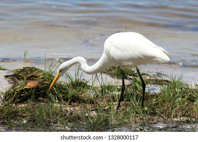 Florida Bird Eating Bug