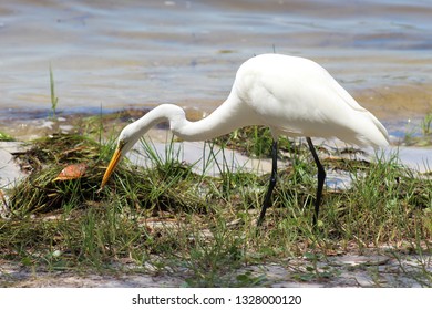 Florida Bird Eating Bug