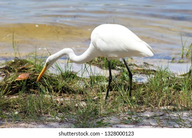 Florida Bird Eating Bug