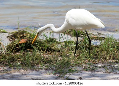 Florida Bird Eating Bug