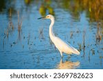 Florida birds. Great Egret. Florida wildlife. Salt water lake with white bird Great Egret. Exotic tropical Florida nature. Animals photographer.