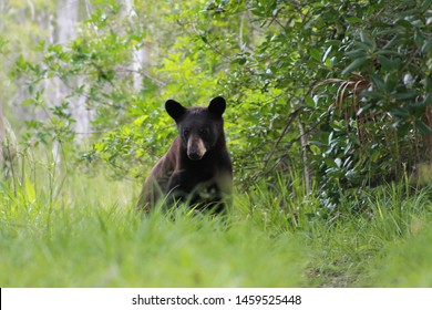 Florida Black Bear in the Big Cypress Preserve /Everglades