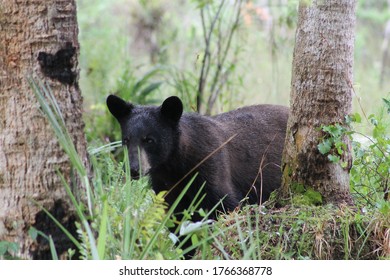 Florida Black Bear In The Big Cypress Everglades
