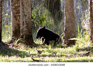 Florida Black Bear Cub In The Big Cypress