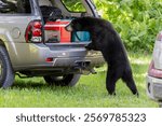 A Florida black bear sniffs and looks inside the back of a vehicle. South Florida.