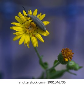 Florida Blister Beetle ( Epicauta Floridensis ) On Sand Dune Or Beach Sunflower (Helianthus Debilis) With Blue Background 