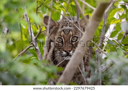 A florida bobcat looking fiercly into a camera around shrubs