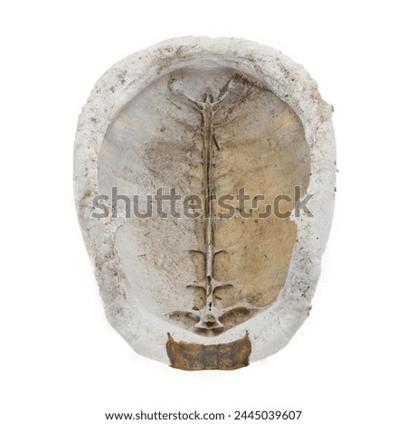 Florida box turtle - Terrapene carolina bauri - sun bleached carapace with small patch of skin showing pattern design, found in the woods isolated on white background under inside upper shell view
