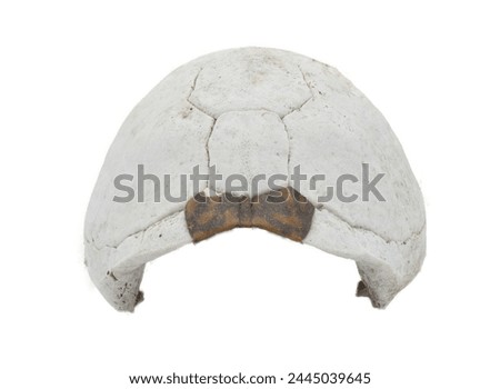 Florida box turtle - Terrapene carolina bauri - sun bleached carapace with small patch of outer skin showing pattern design, found in the woods isolated on white background front view