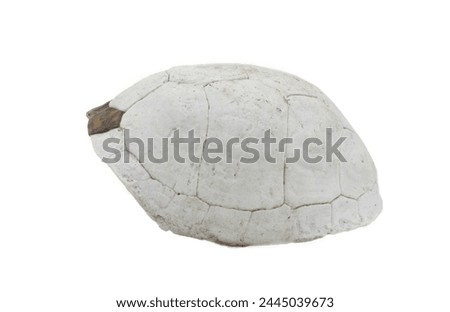 Florida box turtle - Terrapene carolina bauri - sun bleached carapace with small patch of outer skin showing pattern design, found in the woods isolated on white background Side view