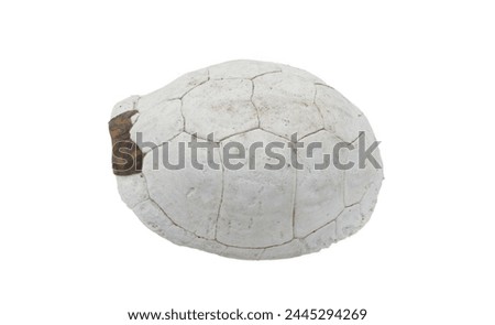 Florida box turtle - Terrapene carolina bauri - sun bleached carapace with small patch of outer skin showing pattern design, found in the woods isolated on white background Side top view