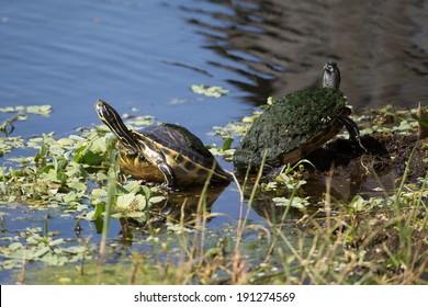  Florida Box Turtles In Marsh 