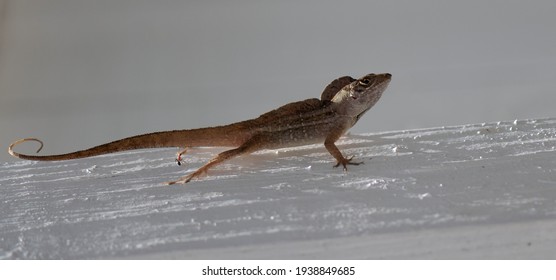 茶色のanole の画像 写真素材 ベクター画像 Shutterstock