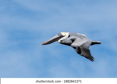 Florida Brown Pelican Flying over the ocean