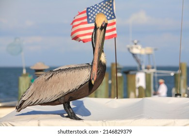 Florida brown pelican standing in front of the USA flag