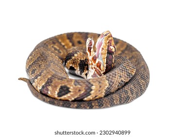 Florida cottonmouth or water Moccasin snake - Agkistrodon conanti - a species of venomous pit viper. coiled in defense posture with mouth open.  isolated on white background side profile view of head  - Shutterstock ID 2302940899