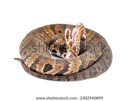 Florida cottonmouth or water Moccasin snake - Agkistrodon conanti - a species of venomous pit viper. coiled in defense posture with mouth open.  isolated on white background side profile view of head 