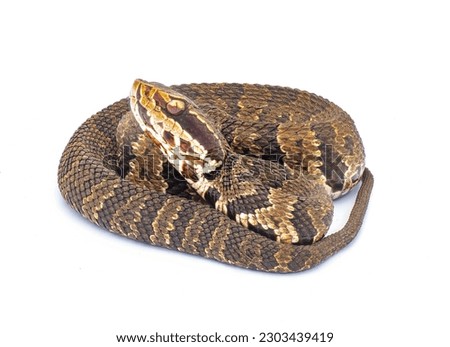 Florida cottonmouth or water Moccasin snake - Agkistrodon conanti - a species of venomous pit viper. coiled in defense posture with head up.  isolated on white background side profile view of head 