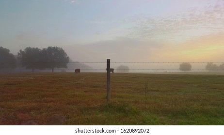 Florida Cows In Morning Mist