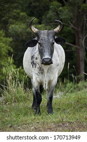 Florida Cracker Cattle. Horned cow standing in a field looking straight at you.