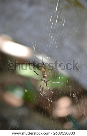 Florida creepy crawler spinning its web