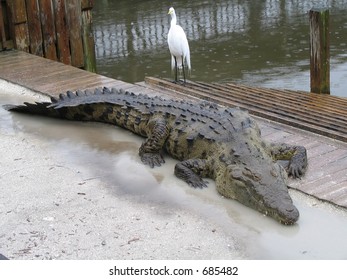 Florida Crocodile