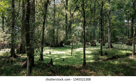 Florida Cypress Swamp