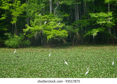 Florida Cypress Swamp