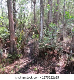 A Florida Cypress Swamp On A Wonderful Day