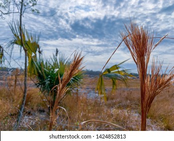 The Florida Desert In Brevard County