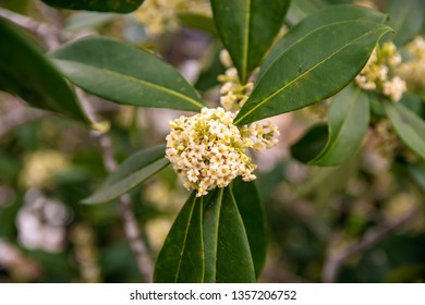 Florida Devilwood Wild Olive Blossom With Green Leaves On Blurred Background