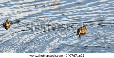 Florida ducks on or near water