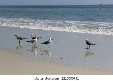 Florida East Coast Beach Seagulls