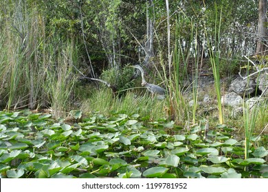       Florida Everglades Air Boat Tour                         