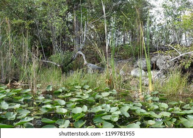       Florida Everglades Air Boat Tour                         