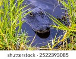 Florida Everglades Alligator On Shoreline