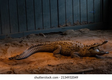 Florida Everglades Alligator Wild Gator