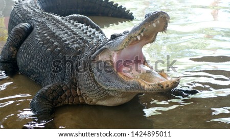              Florida Everglades Alligator wild gator                  