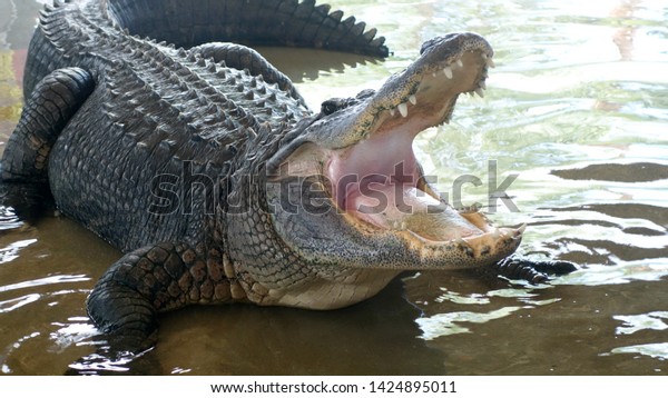              Florida Everglades Alligator wild gator   \
              