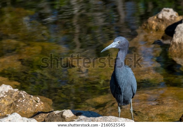 Florida. Everglades National Park. Little\
Blue Heron (Egretta caerulea) hunting along the edge of a creek in\
the everglades.