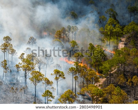 Florida forest consumed by uncontrolled wildfire, with fierce flames and heavy smoke rising into the dry sky.