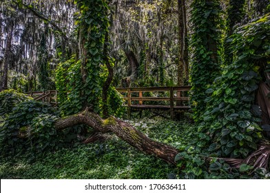 Florida Forest Trail