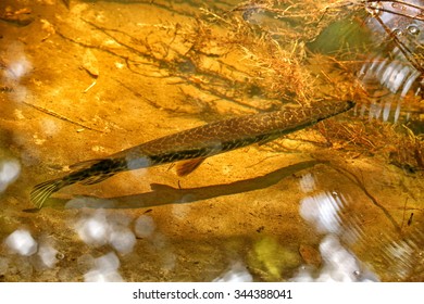 Florida Gar