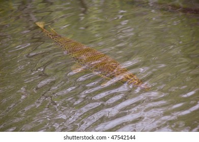 Florida Gar